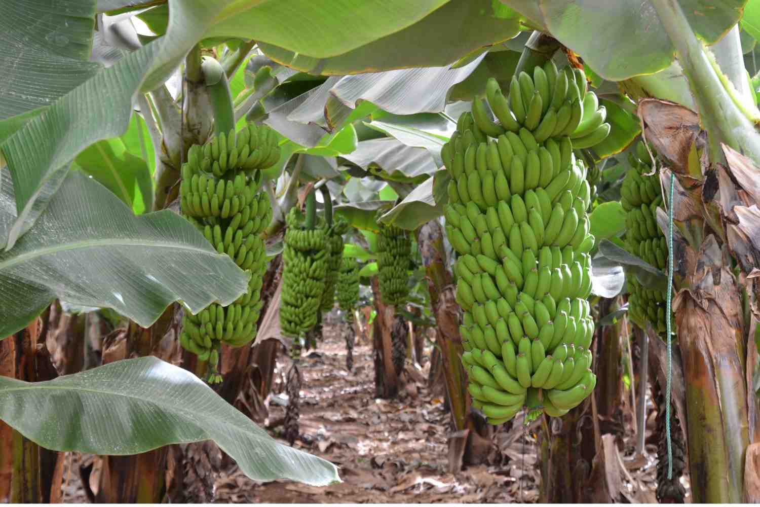 Premium Cavendish Banana Export India