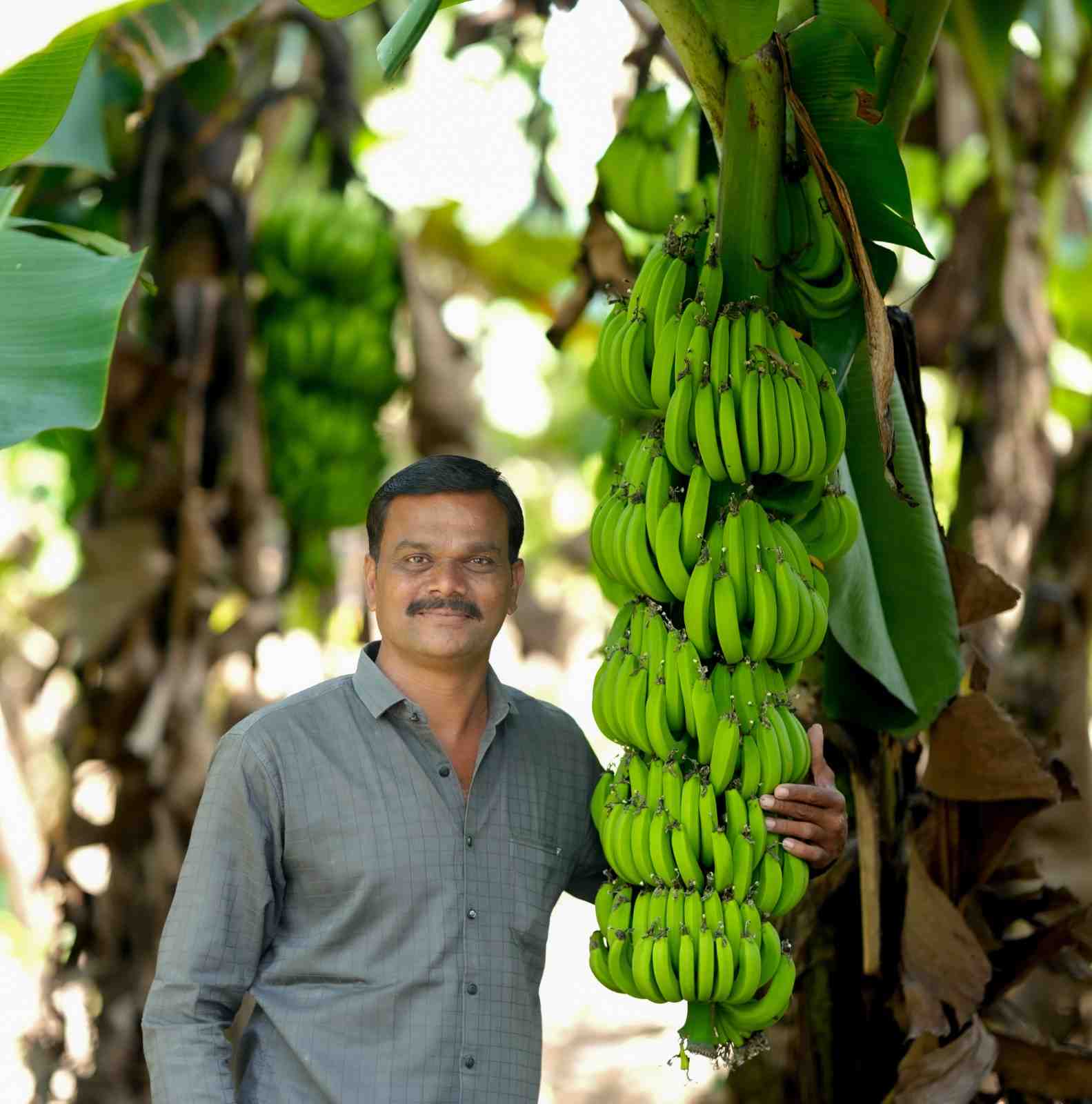 Premium Cavendish Banana Export India