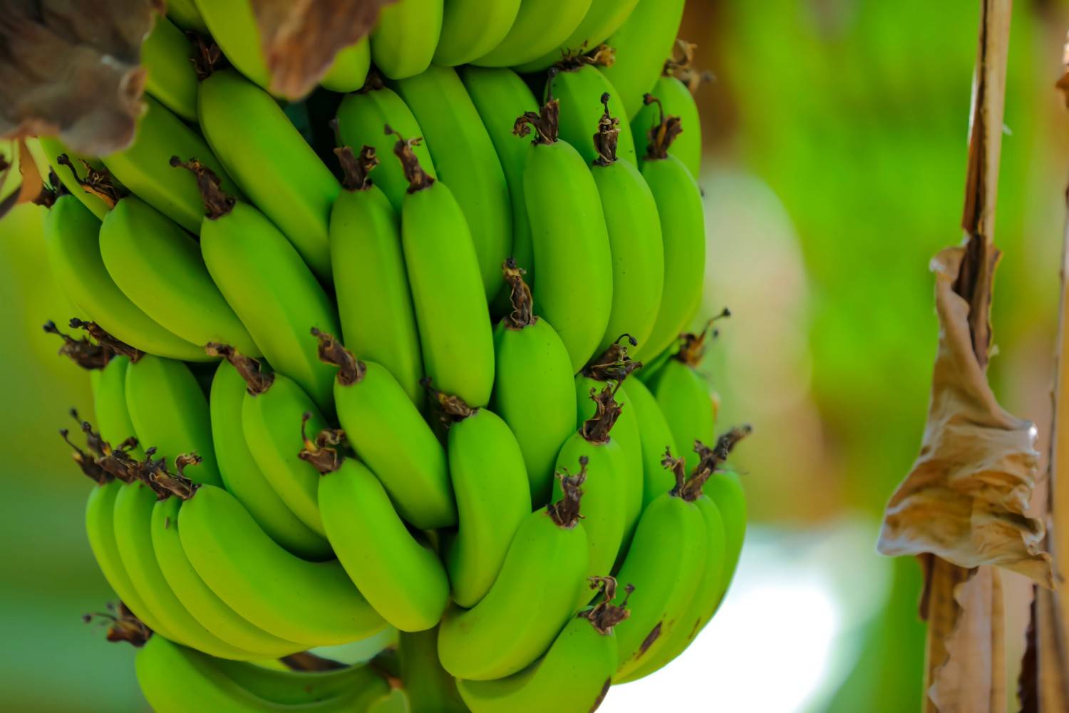 Premium Cavendish Banana Export India