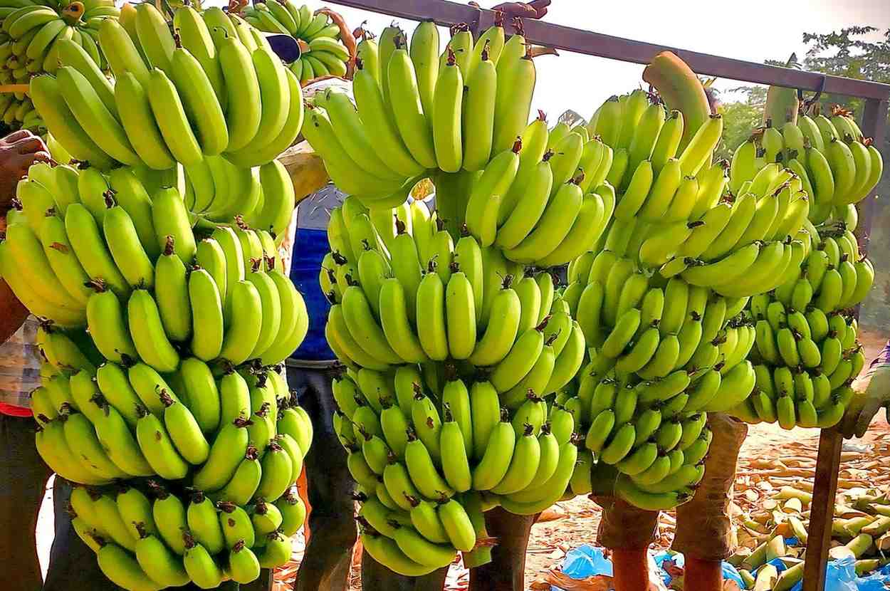 Premium Cavendish Banana Export India