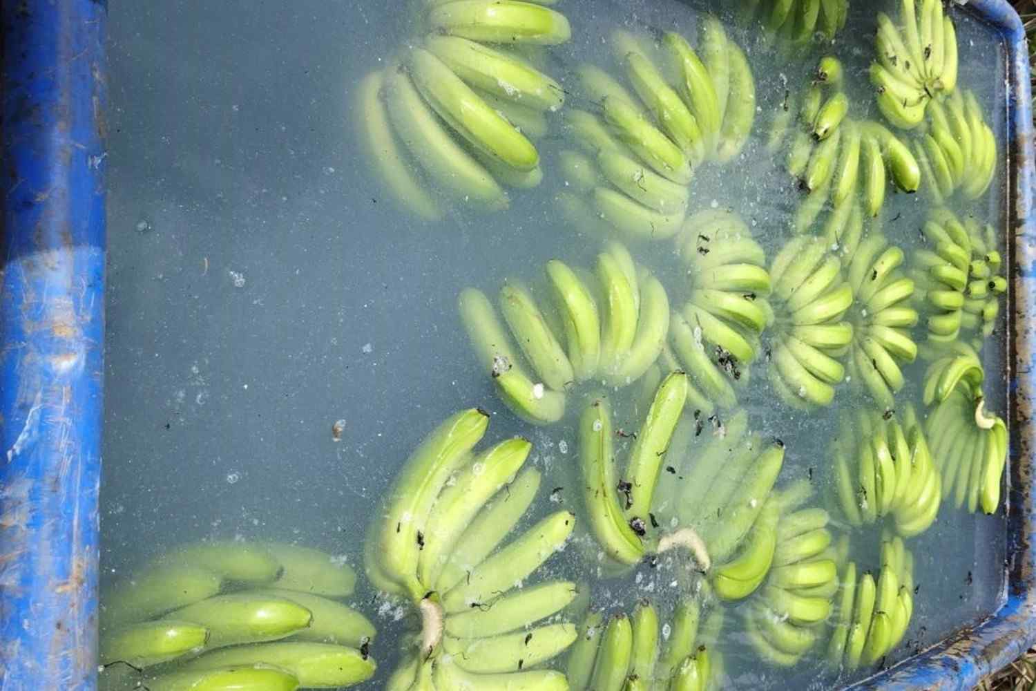 Premium Cavendish Banana Export India