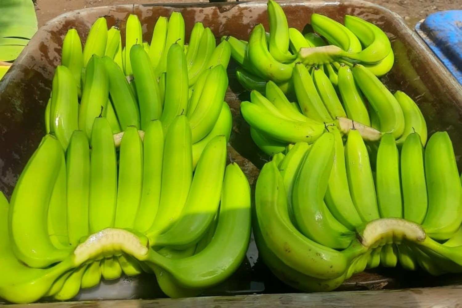 Premium Cavendish Banana Export India