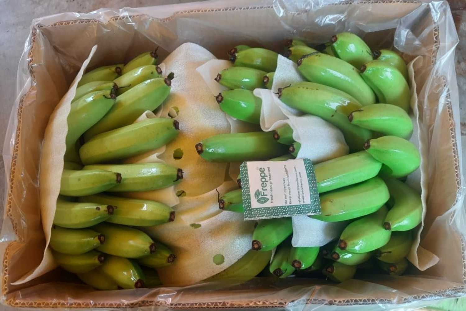 Premium Cavendish Banana Export India