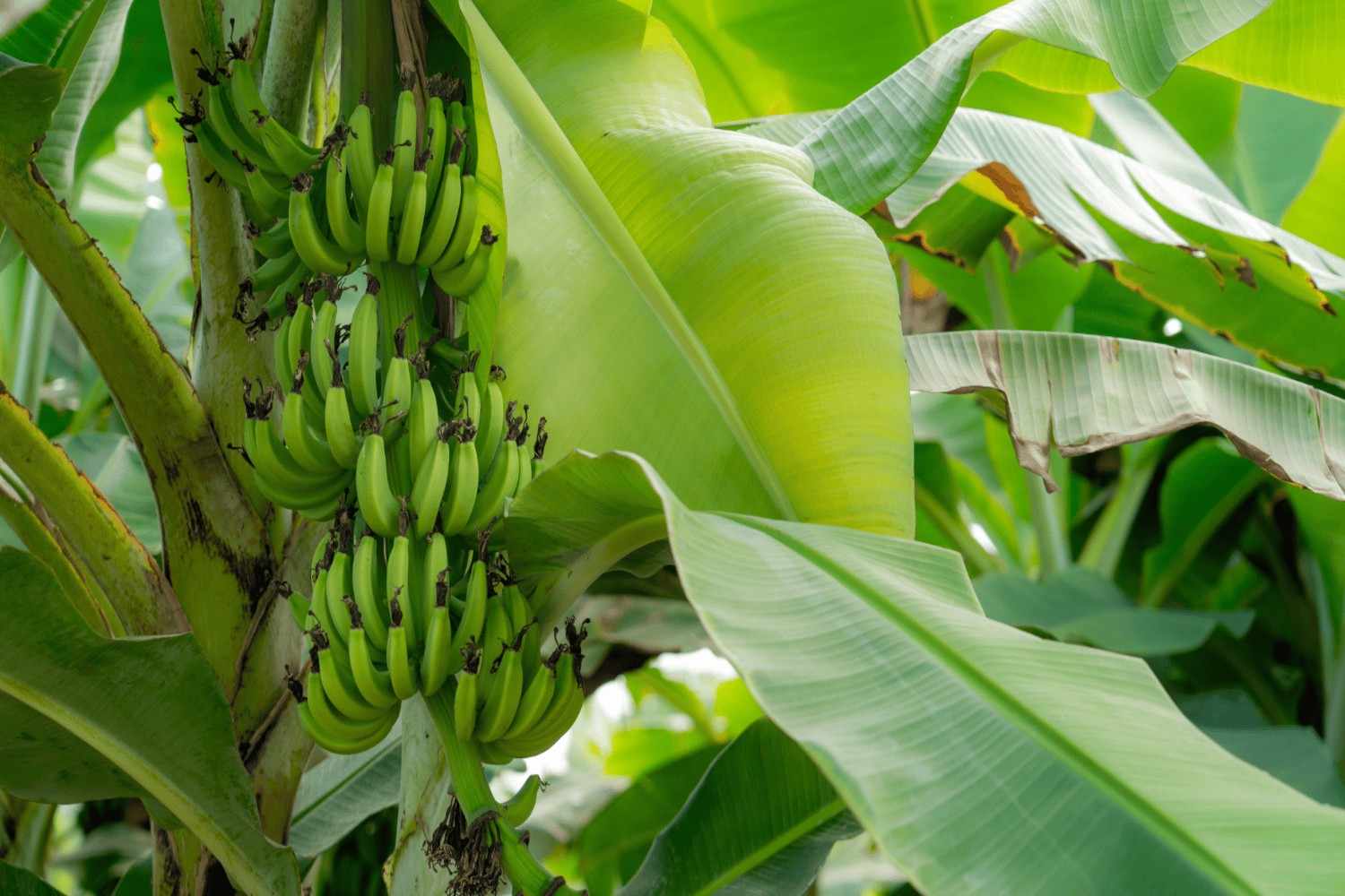 Premium Cavendish Banana Export India