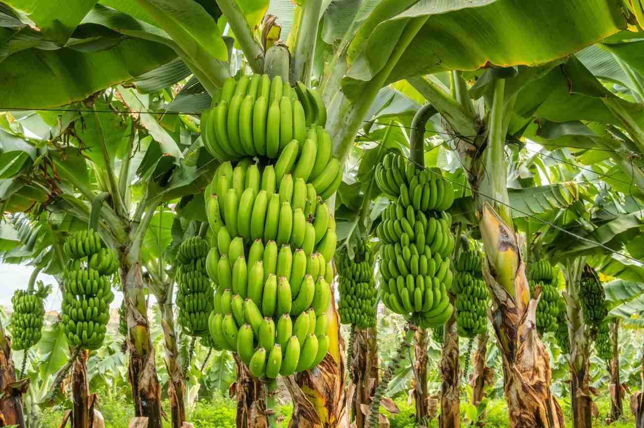 Premium Cavendish Banana Export India